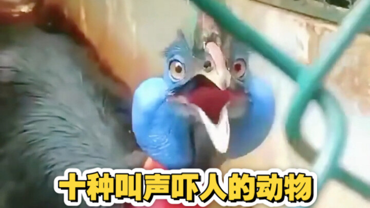 สัตว์ 10 ชนิดที่มีเสียงร้องน่ากลัว