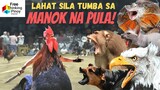 NAGKAMALING KALABANIN ang MANOK | 13 Animals Bravely Fought Chicken