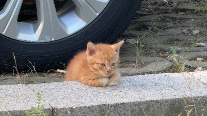 ‘🐱 Mèo bẩn cho các bạn vuốt’