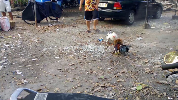 ang gagaling ng mga manok