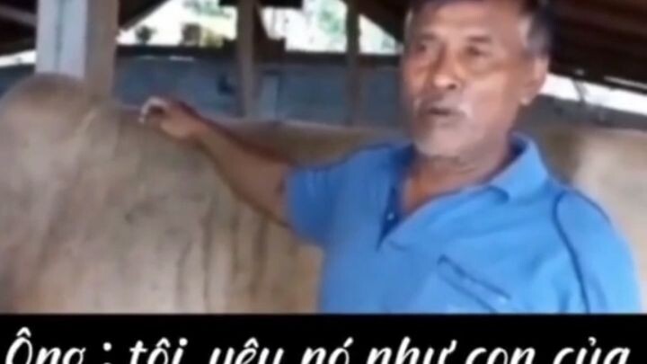 giống bò xa pa ri ăng