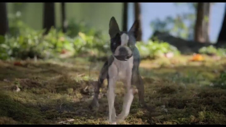 Strays _2023 Watch full movie : link in description