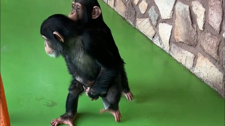 Super cute little gorilla!