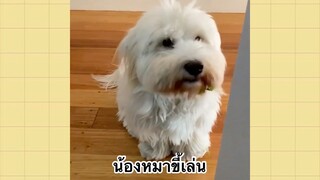 ้ เพื่อนตัวน้อยแสนซน : น้องหมาขี้เล่น