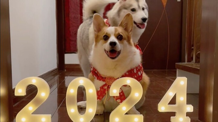 These days, even dogs are celebrating the New Year!