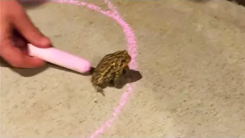 Frog Refuses to Leave the Circle