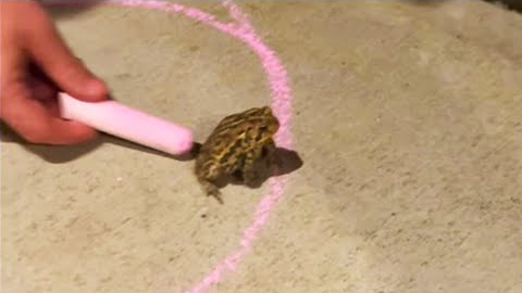 Frog Refuses to Leave the Circle