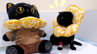Cat won't obey injections or IVs? I have a solution! (I made this a while ago, but haven't posted ye