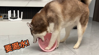 Anjing Husky sangat kehausan, tapi tuannya acuh tak acuh, jadi dia hanya bisa memberi isyarat dengan