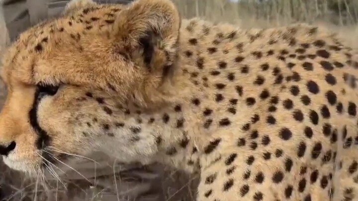 That’s the cheetah for you—any other cat would’ve scratched you already.