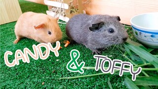 แคนดี้&ท็อฟฟี่ Guinea Pig หนูแกสบี้จอมหิว Let's eat grass Inviting to see cute and fun