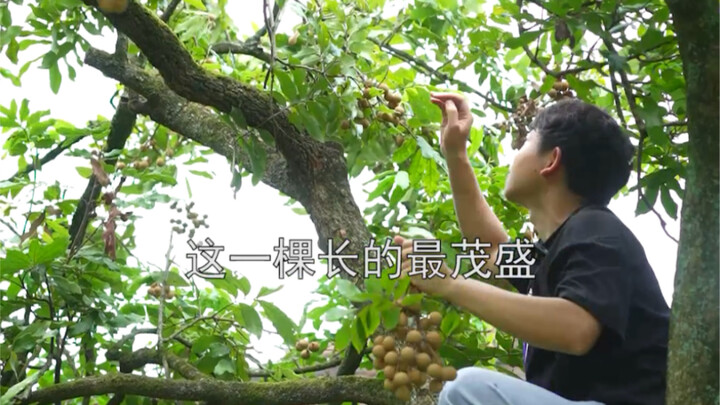 Salah satu buah paling banyak di wilayah selatan! Longan! Diolah menjadi hidangan lezat seperti ini 