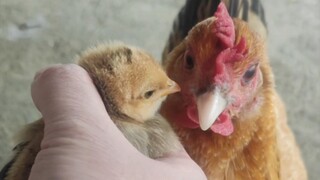 จับลูกไก่หน้าแม่ไก่