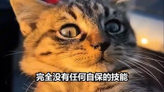 Hunter x Hunter yang tingkat tinggi sering kali muncul sebagai mangsa