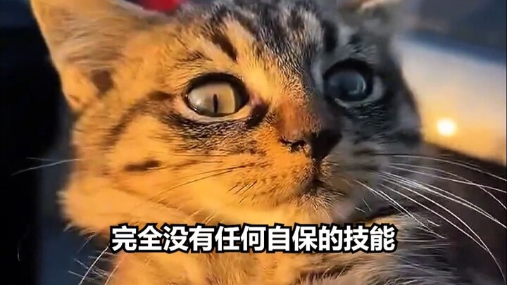 高级的猎人往往以猎物的身份出现