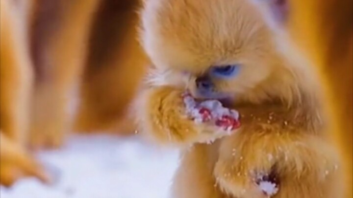 As expected, he is a noble monkey. Even eating snow is so gentle.