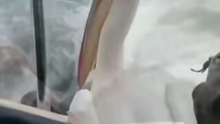 One's too lazy to fly, the other too lazy to swim—what a convenient ride!