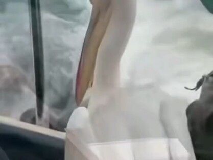 واحد كسول عن الطيران، وآخر كسول عن السباحة، هكذا يتم ركوب التوصيلة المجانية