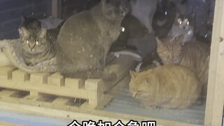 Cat beds near drinking fountains and restaurants have gradually become the first choice for cats, bu
