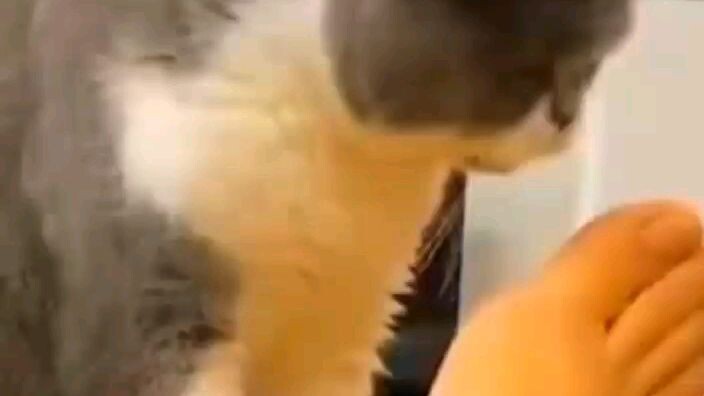 lucu bet kucingnya ygy