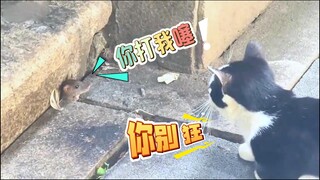 老鼠：你打我噻！