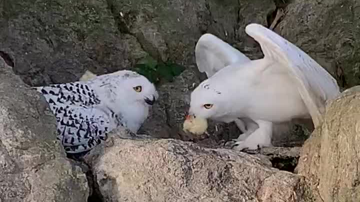 A snowy owl that has successfully found a mate