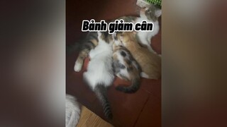 Đừng chọc Bảnh Béooooo làoooo mèo cute cat