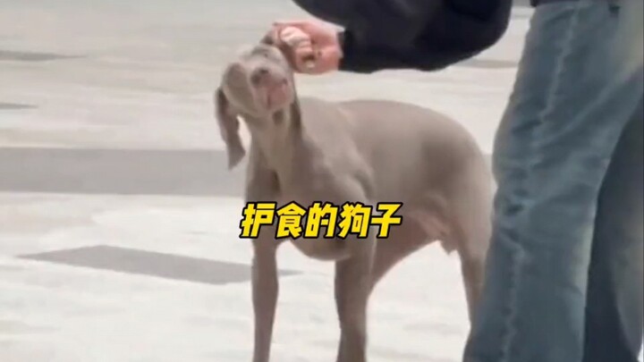 Chó con: Sao anh không nói sớm? Nếu biết vậy thì tôi đâu để thế này!