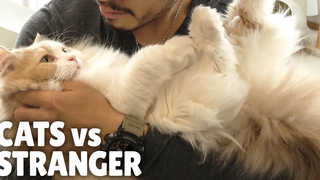 แมว VS คนแปลกหน้า! ชายต้องสงสัยปรากฏตัว! กิตติซอรัส
