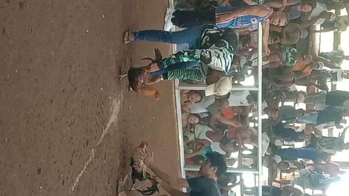 black boston x grey.2nd win