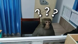 《动物迷惑行为大赏226》