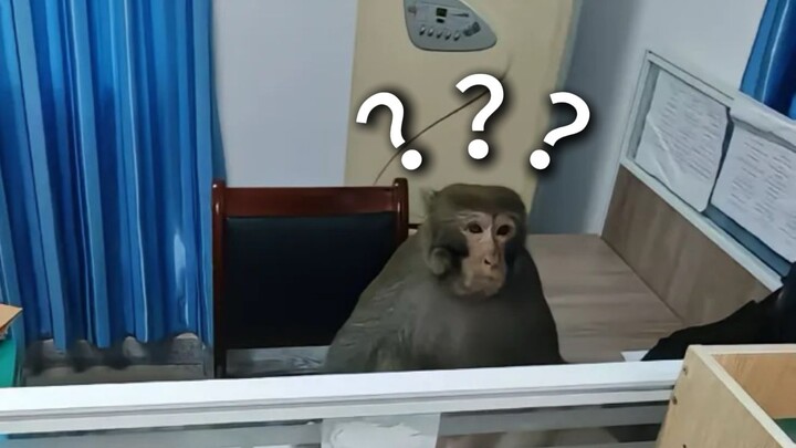 A Collection of Animals' Confusing Behaviors 226