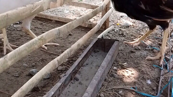 Boston crosses 2months old