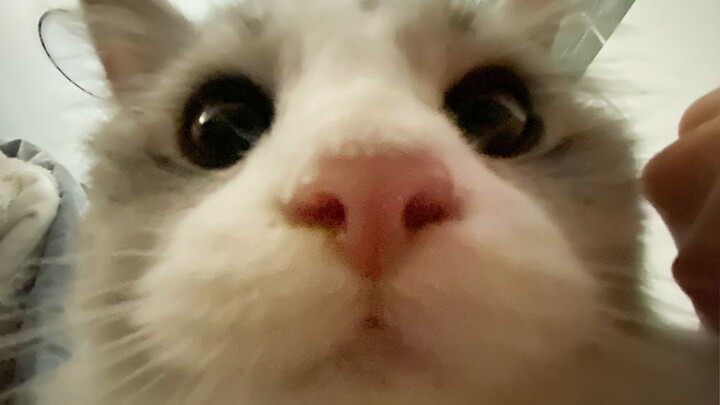 [Animals]Filming my cat with wide-angle lens