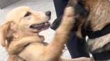 【Animal Circle】Golden Retriever provokes German Shepherd.