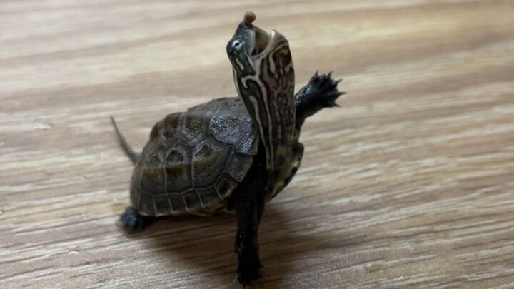 عندما تلتصق طعام السلاحف بأنفك