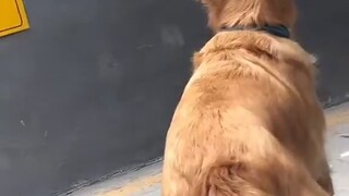 Dog: I am actually a dog...