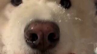 The Samoyed covered in snowflakes looked like a lamb.