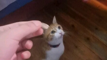 Chú mèo khó xử, nó giận rồi!