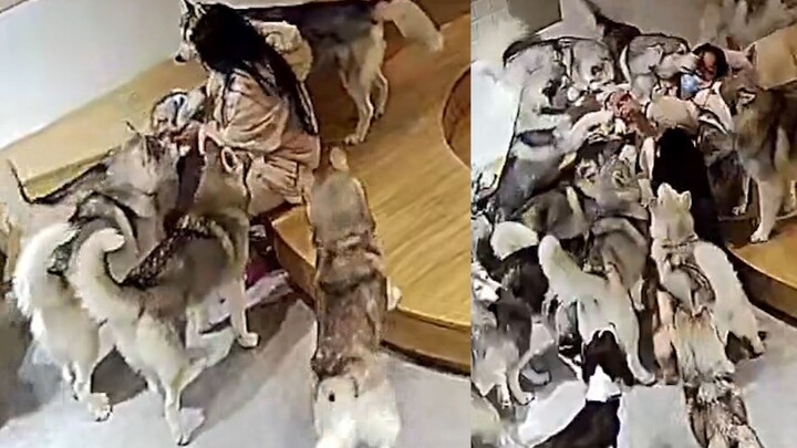 A former employee returns to the dog café to visit the furry residents—calm one moment, chaos the ne