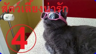 คลิปตลก สัตว์เลี้ยงน่ารัก 4