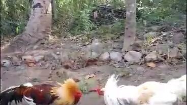 unpredictable snap blow