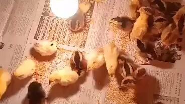 Newly arrived day old dagdag puwersa at upgrade narin SA ating manukan Salamat for sharing nong.