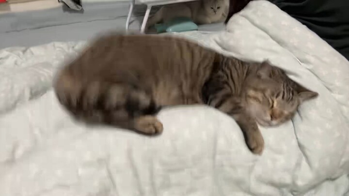 Chewy cat tempting