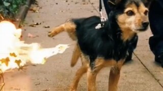 Animal Behavior Module Loading Error