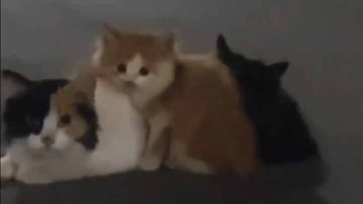 Bukan kucing jalanan kok, ini kucing kecil bebas yang punya mama!