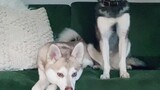 Can you guess who the needy one is? kissyourdogchallenge dogs cutedogs