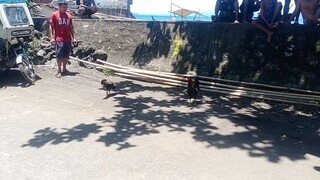 napurohan