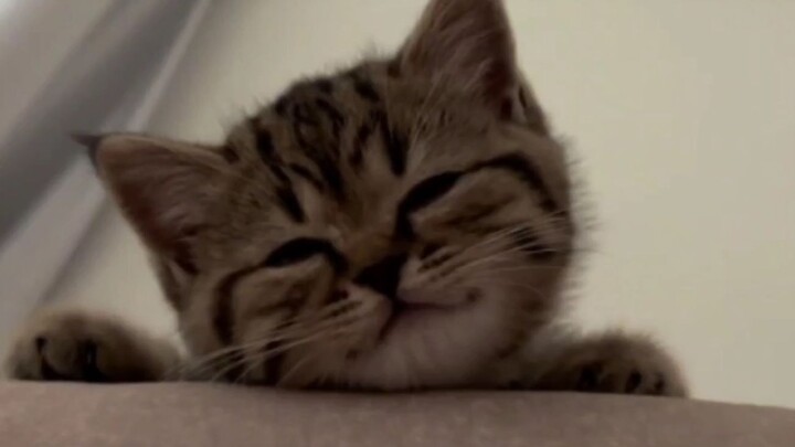 “Who could possibly resist a little kitty that knows how to smile?”