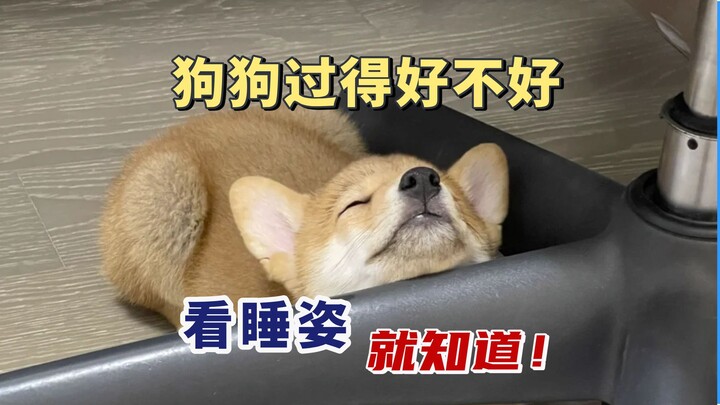 You can tell how happy a dog is just by its sleeping posture!